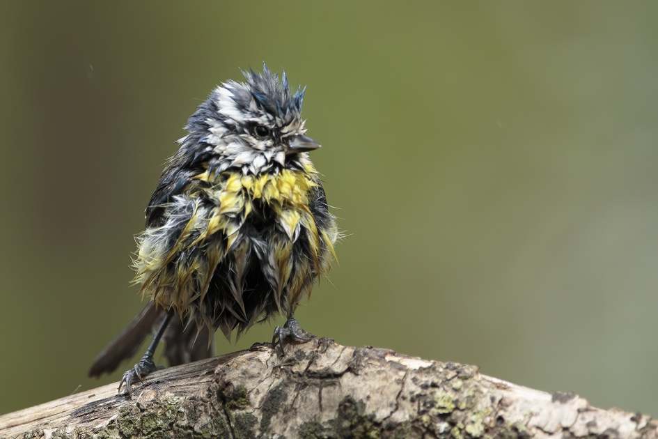 Bad hair day - Vogels - Pimpelmees
