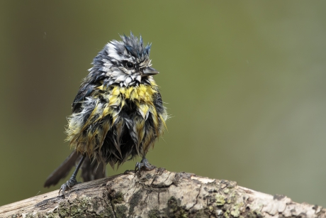 Bad hair day