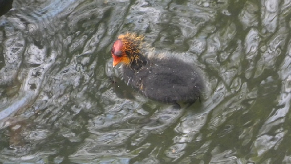 Bad hair day - Vogels - Meerkoet
