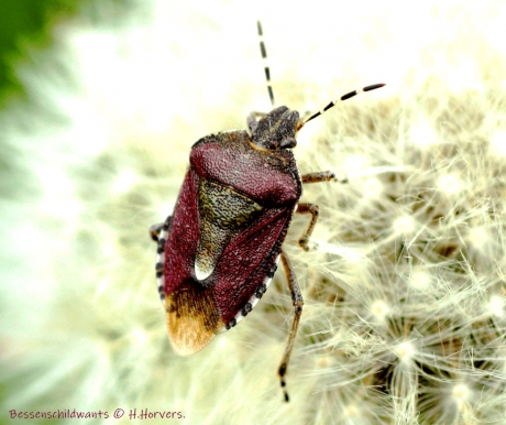 Bessenschildwants