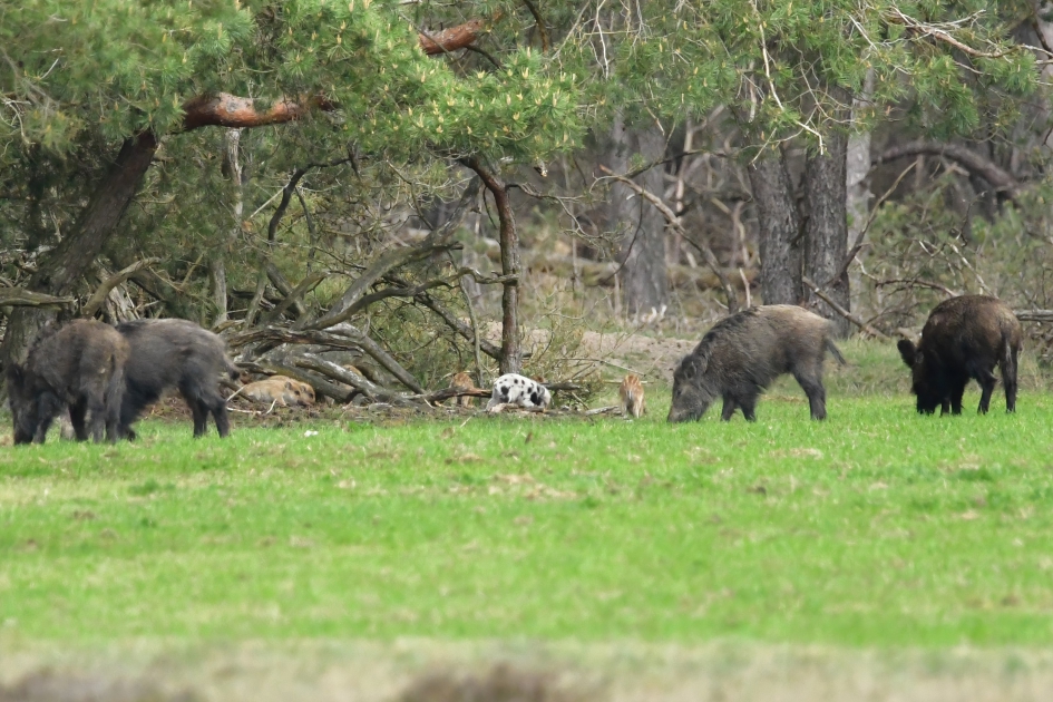 bijzonder zwijntje - Zoogdieren - Wilde zwijnen