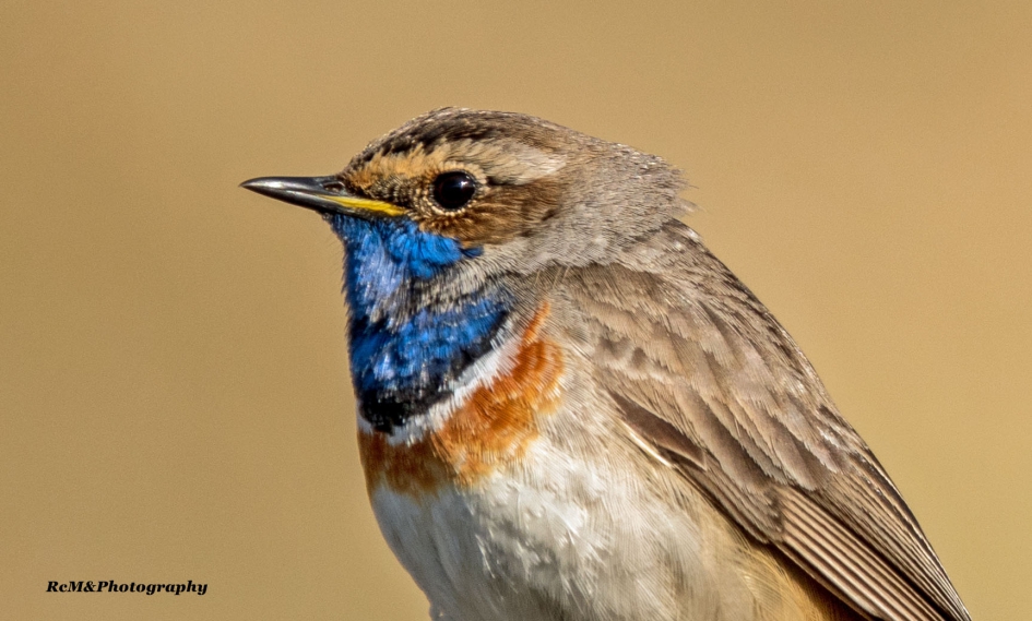 Blauwborst. - Vogels - Blauwborst.