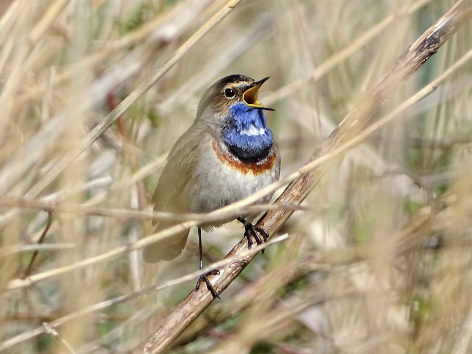 Blauwborst - Vogels - Blauwborst