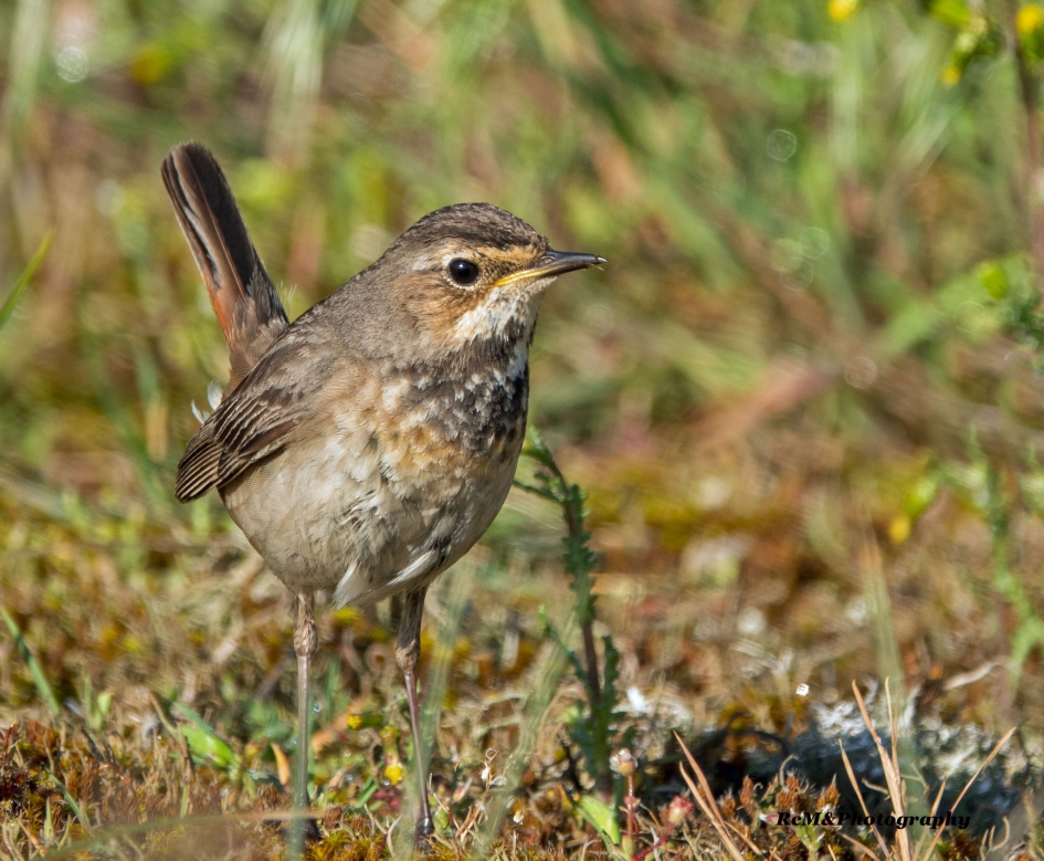 Blauwborst. - Vogels - Blauwborst.
