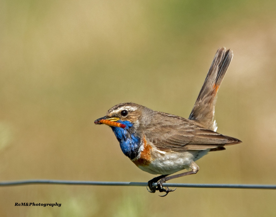 Blauwborst. - Vogels - Blauwborst.