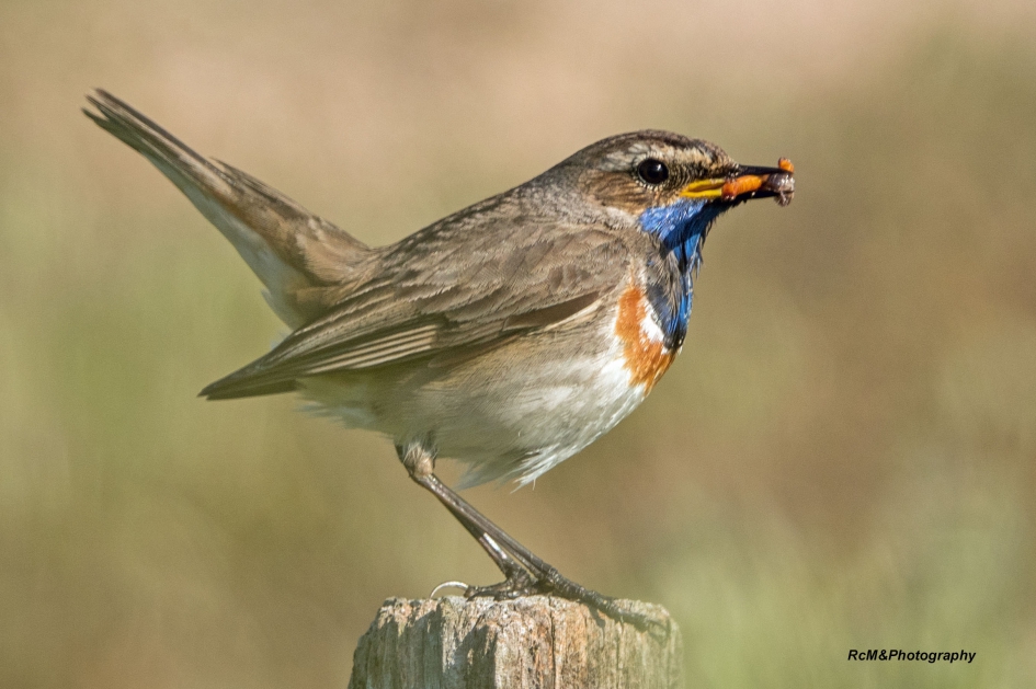 Blauwborst. - Vogels - Blauwborst.