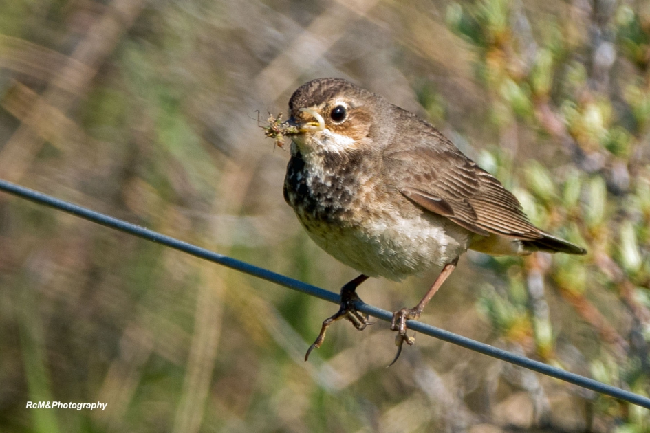 Blauwborst. - Vogels - Blauwborst.