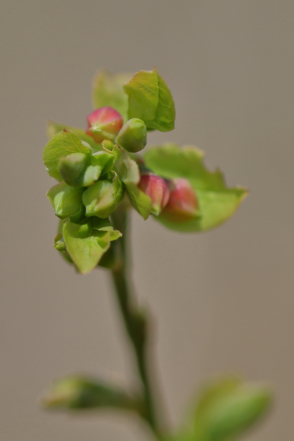blauwe bosbes - Planten - blawe bosbes