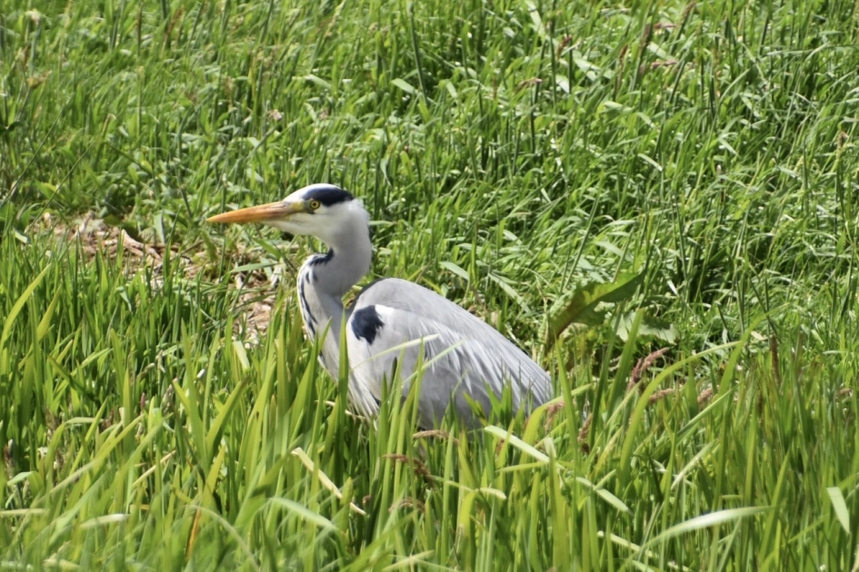 Blauwe reiger - Vogels - 