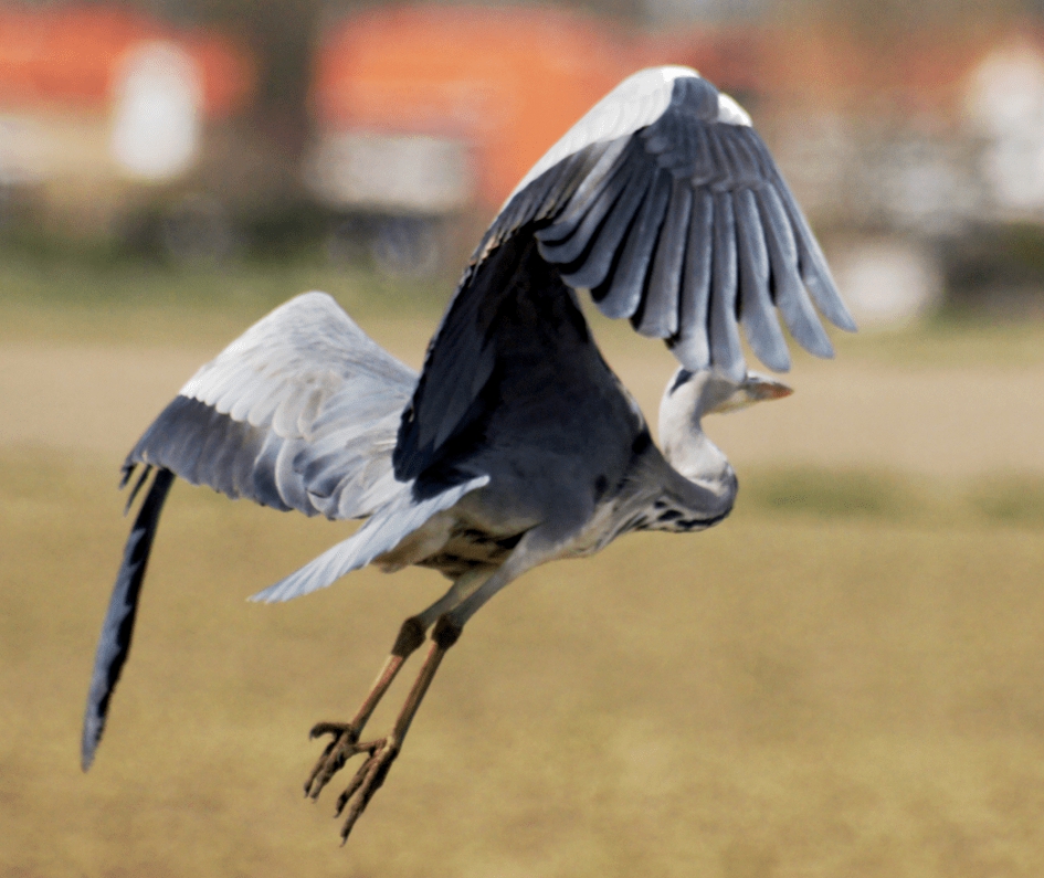 Blauwe Reiger - Vogels - Blauwe Reiger