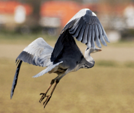 Blauwe Reiger