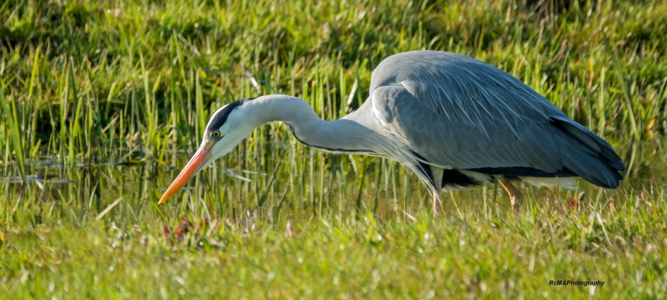 Blauwe reiger. - Vogels - Blauwe reiger.