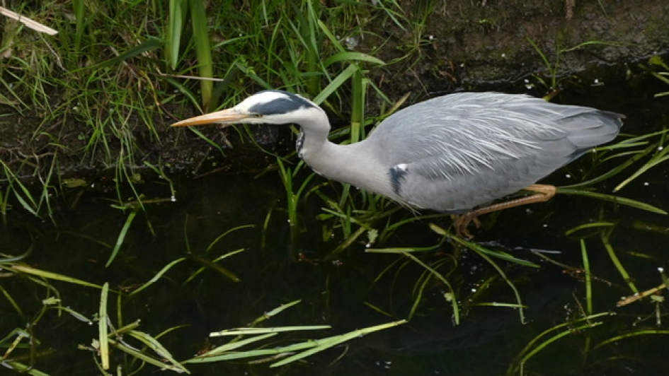 Blauwe Reiger op jacht - Vogels - Blauwe Reiger