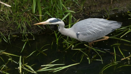 Blauwe Reiger op jacht