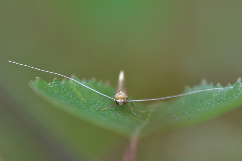 bleke langsprietmot - Geleedpotigen - bleke langsprietmot