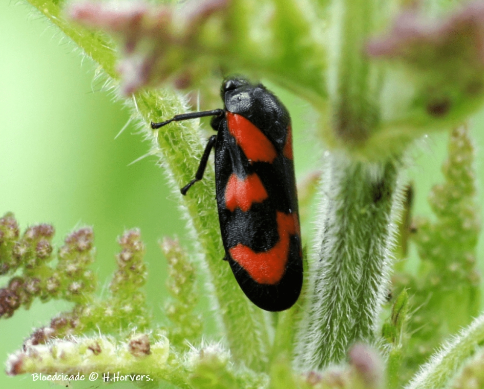 Bloedcicade (Cercopis vulnerata ) - Geleedpotigen - Bloedcicade