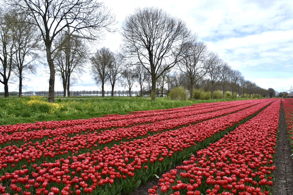 Bollenvelden - Planten - 