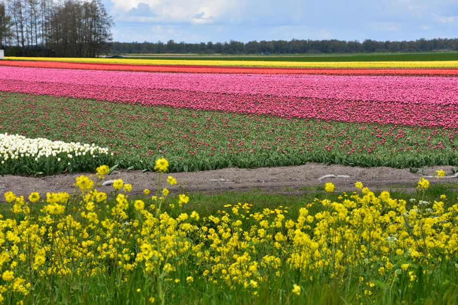 Bollenvelden - Planten - 