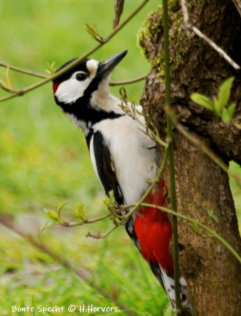 Bonte Specht - Vogels - Bonte Specht