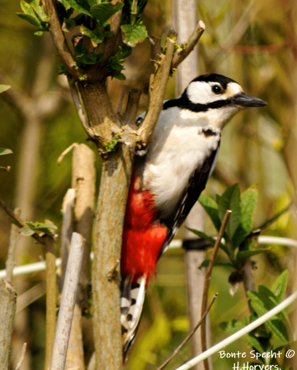 Bonte Specht - Vogels - Bonte Specht