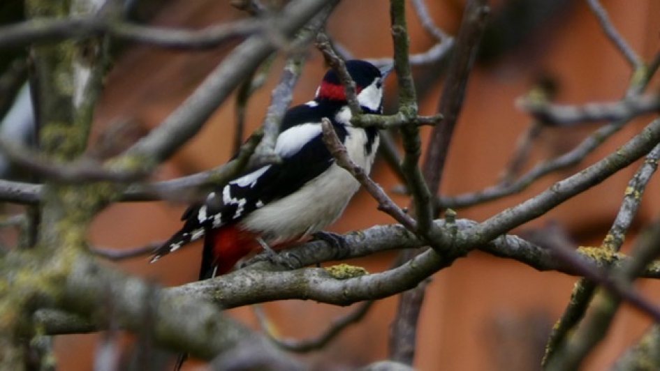 Bonte Specht - Vogels - Bonte Specht