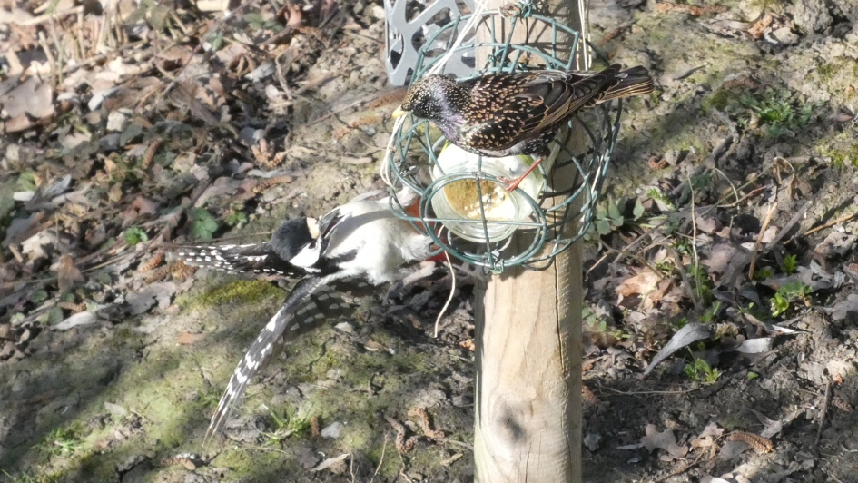 Bonte specht heeft ruzie met spreeuw om de pindakaaspot - Vogels - Grote bonte specht