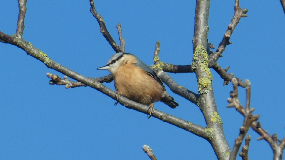 Boomklever - Vogels - Boomklever