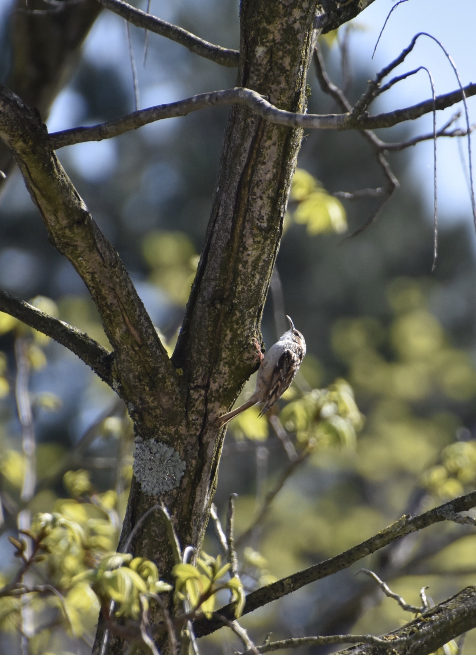 Boomkruiper - Vogels - 