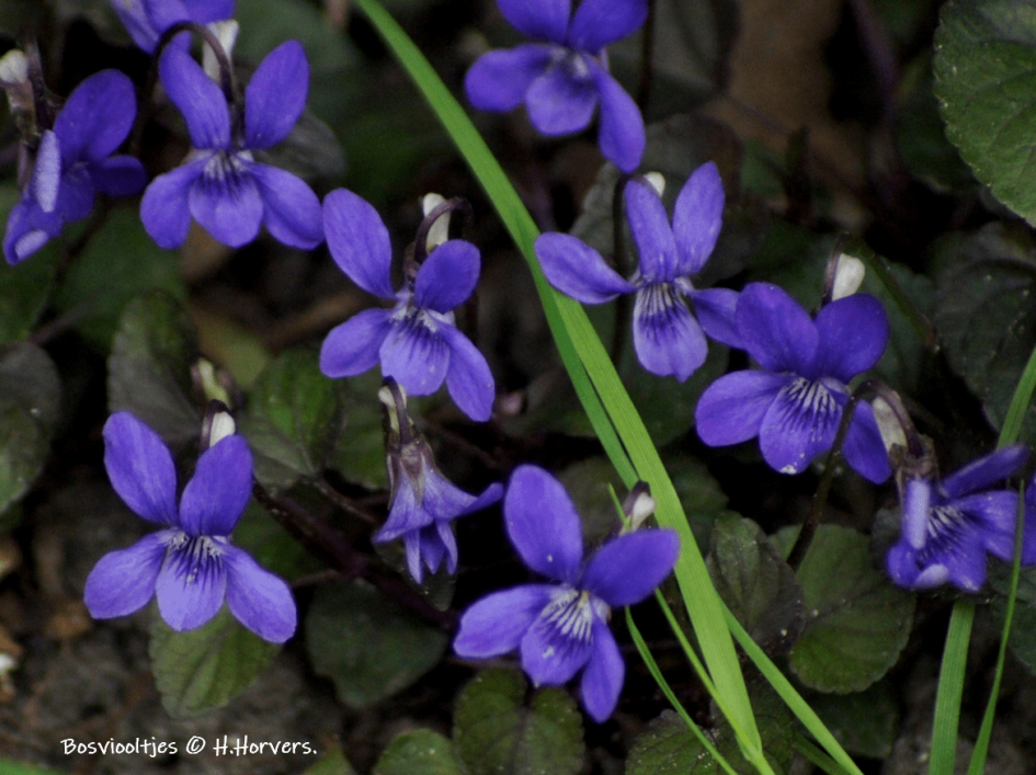 Bosviooltjes - Planten - Bosviooltjes