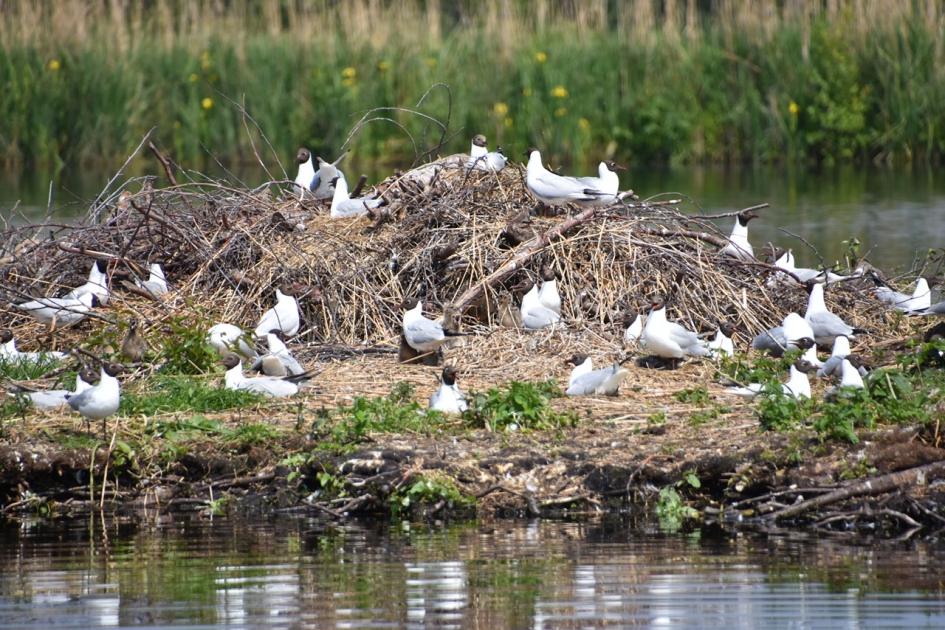 Broedende zwartkop en kokmeeuwen - Vogels - 