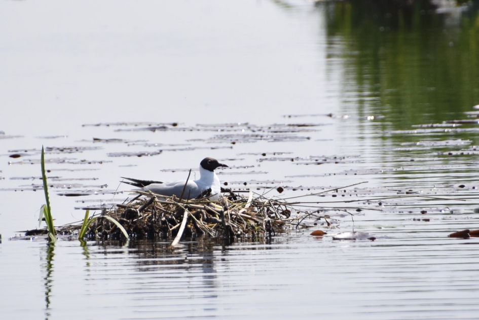 Broedende kokmeeuw - Vogels - 