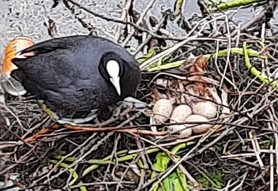 Broedende vogel - Vogels - 