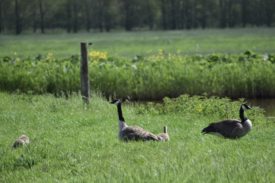 Canadese ganzen - Vogels - 