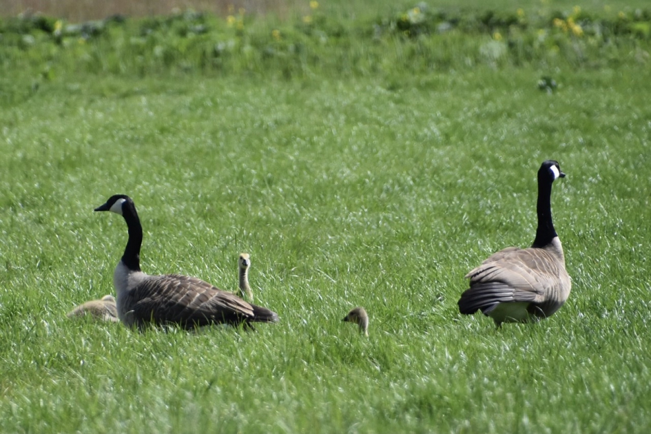 Canadese ganzen met pulletjes - Vogels - 