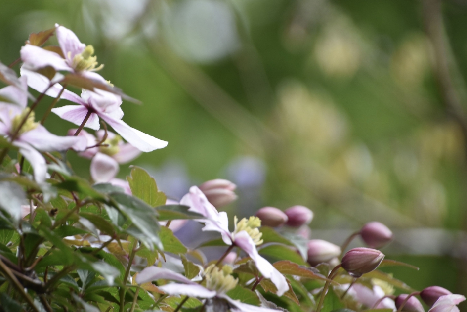 Clematis - Planten - 