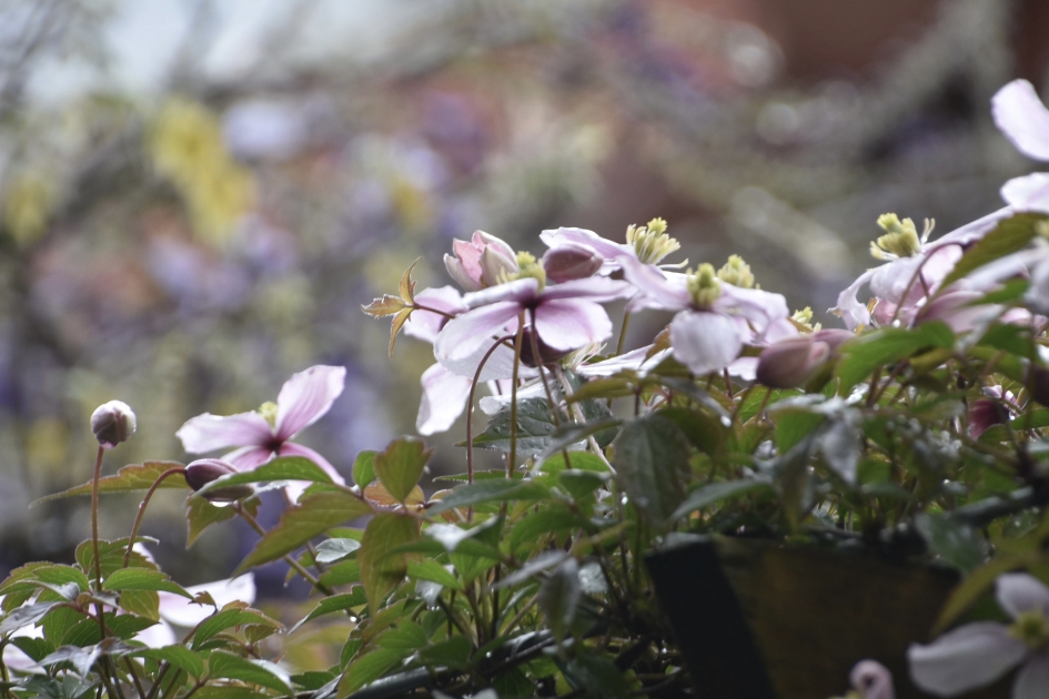 Clematis - Planten - 