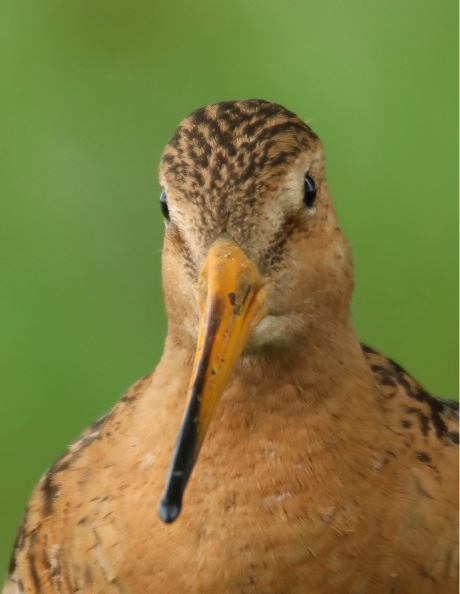 Close up van een Grutto