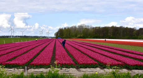 Controle tussen de tulpen