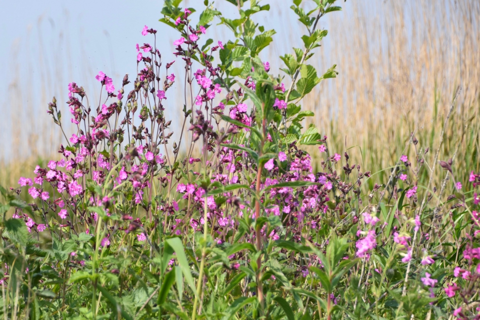 Dagkoekoeksbloem - Planten - 