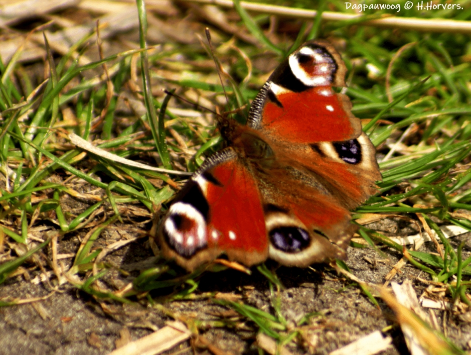 Dagpauwoog. - Geleedpotigen - Dagpauwoog.