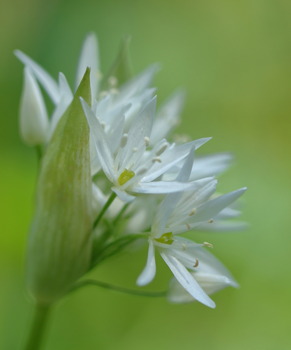 daslook - Planten - daslook