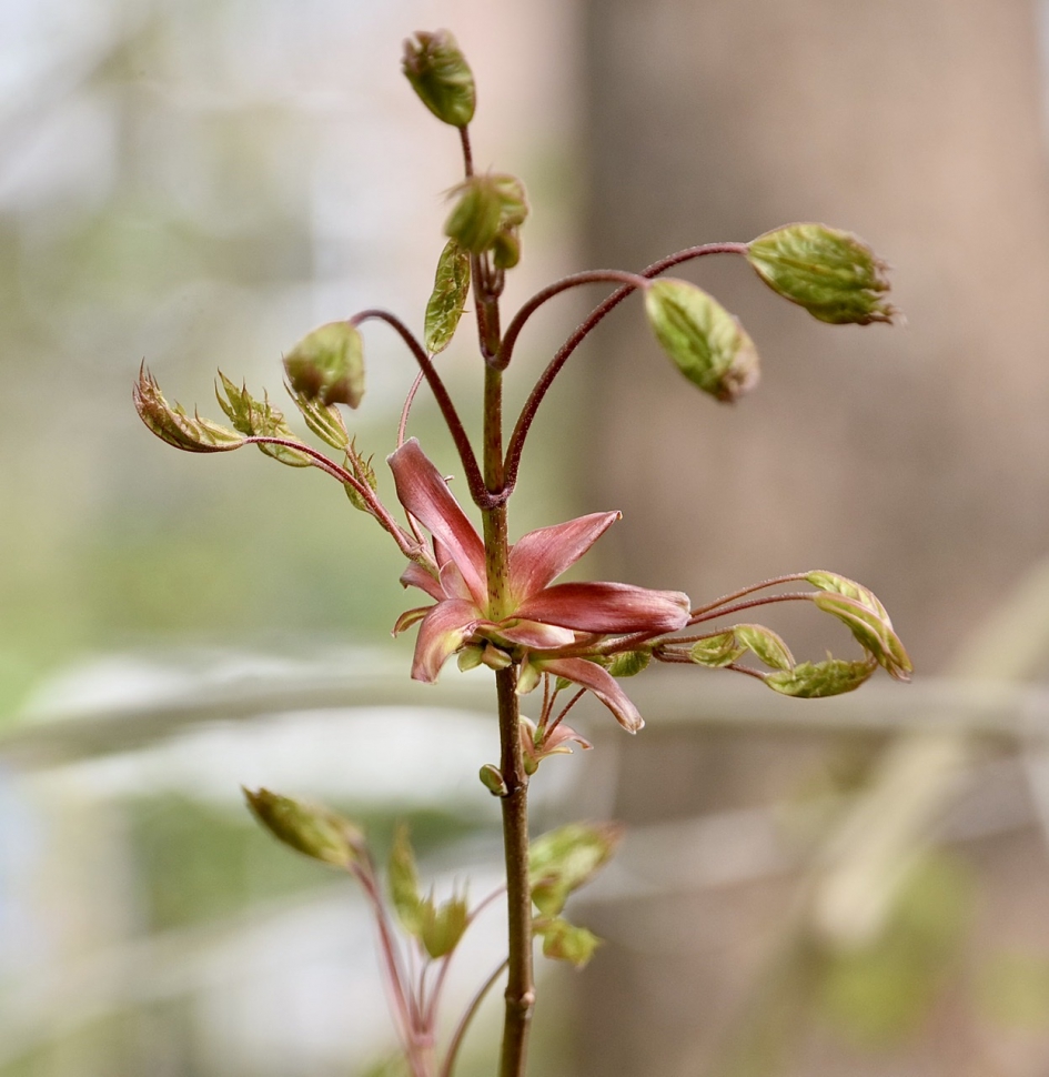 De bomen lopen uit - Planten - 