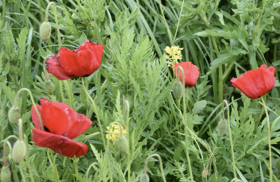 De eerste klaprozen - Planten - 