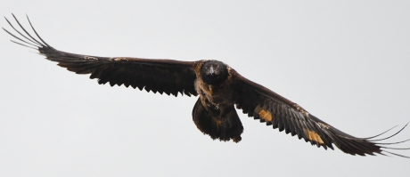 De gigant in ons land