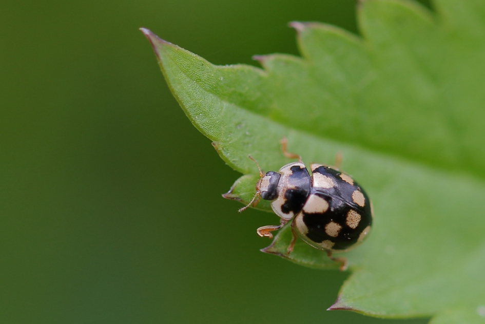 de kantjes eraf lopen - Geleedpotigen - schaakbordlieveheersbeestje