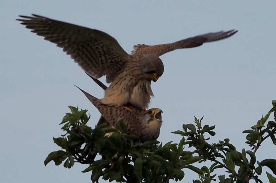 De torenvalk zorgt voor nageslacht - Vogels - Torenvalk