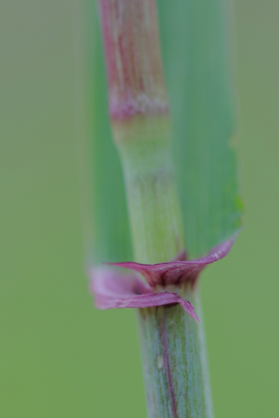 detail.... - Planten - 