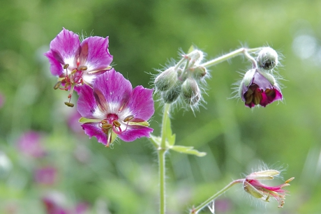 Donkere Ooievaarsbek