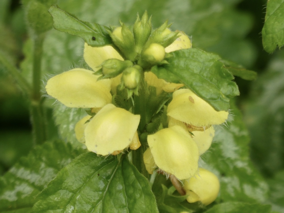 Dovenetel - Planten - 