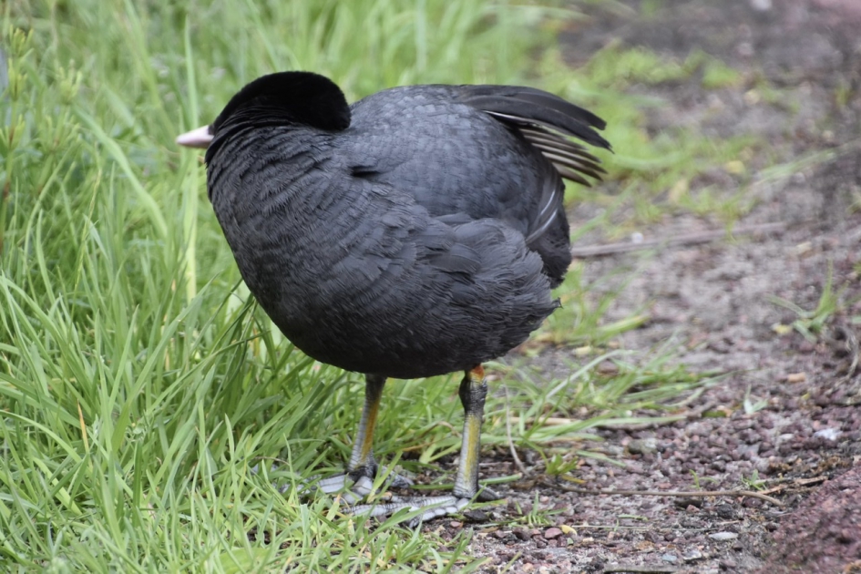 Druk aan het poetsen - Vogels - 